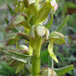 Portraitfoto Coeloglossum viride